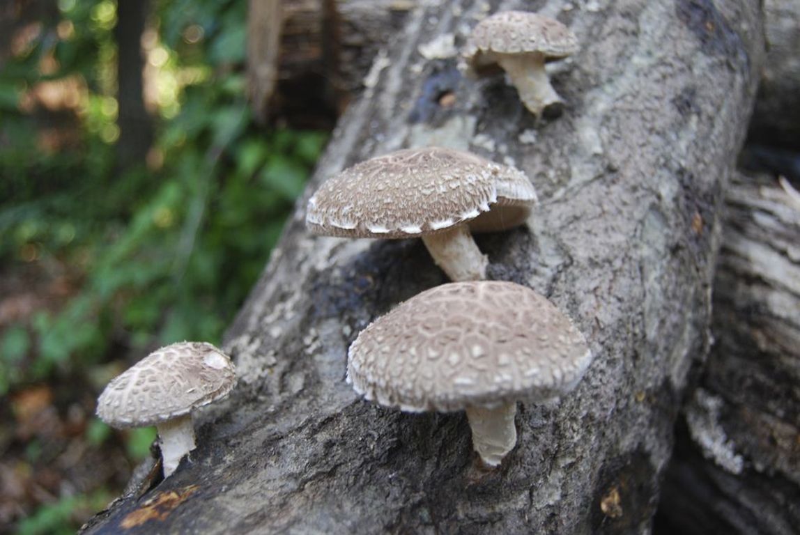 mushrooms on tree log