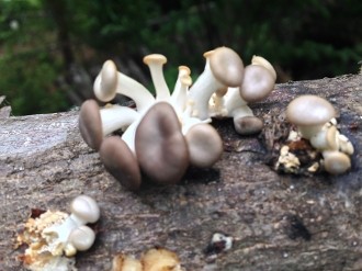 mushrooms on wood