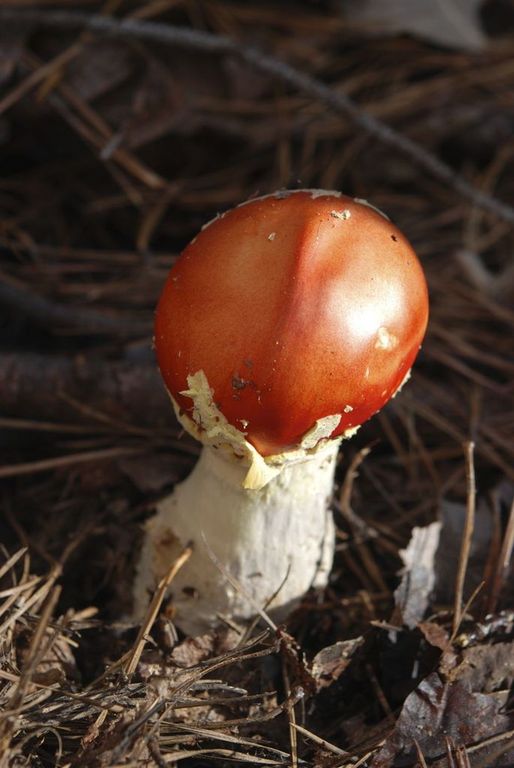 mushroom in ground