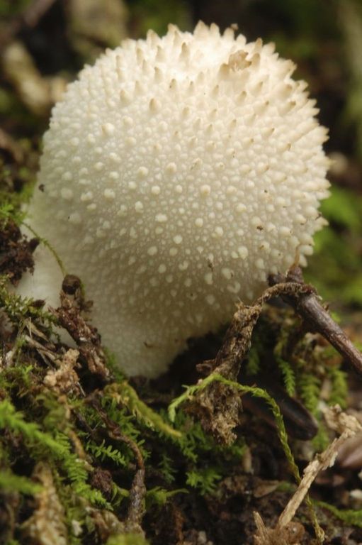 mushroom in moss