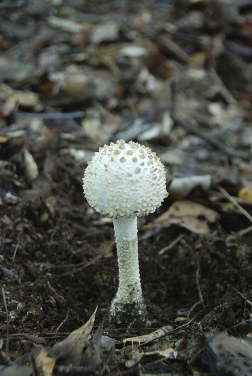 mushroom in ground