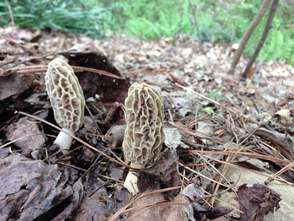 mushrooms in ground