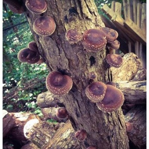 shiitake mushrooms on a tree