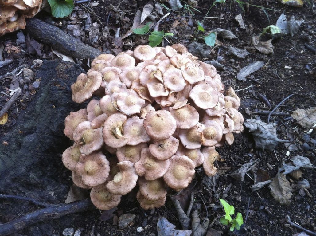 mushrooms in ground
