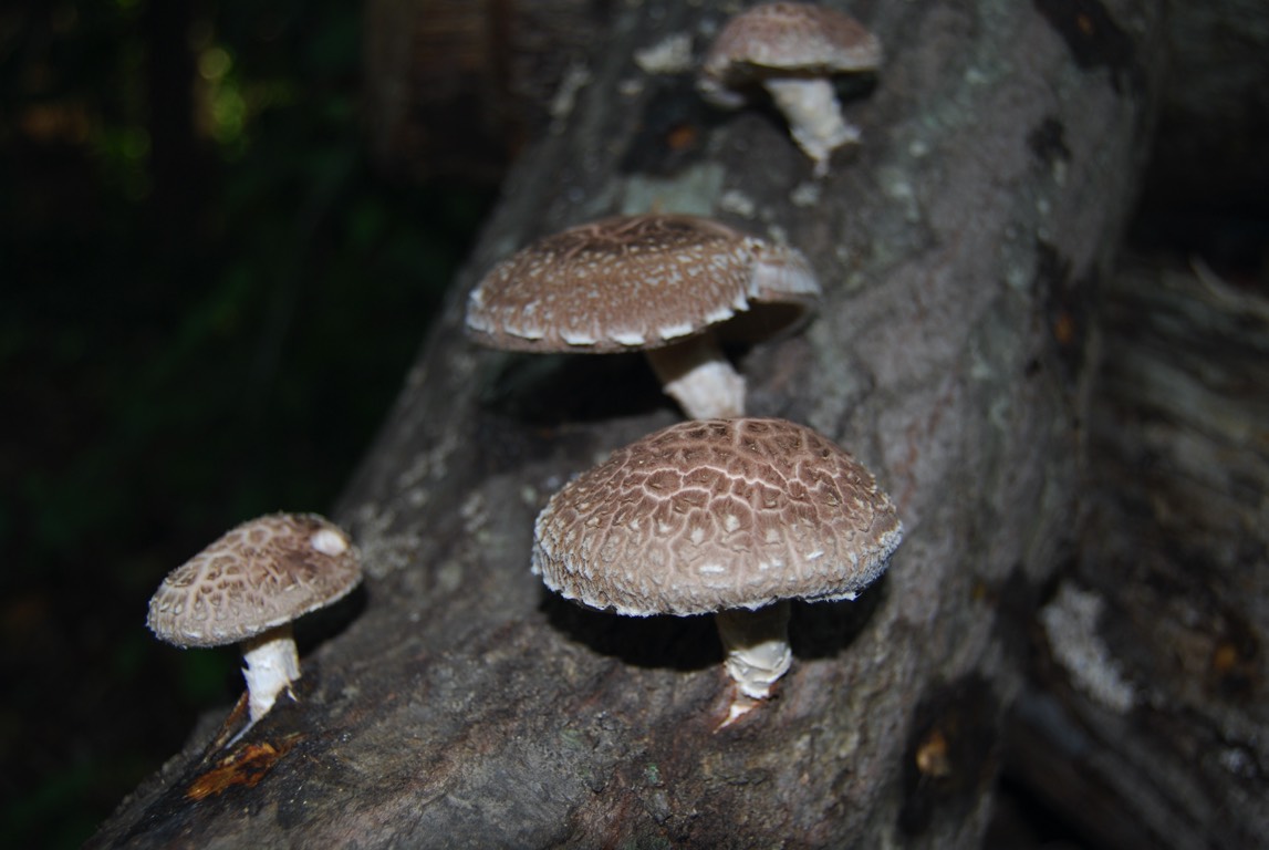 mushrooms on log