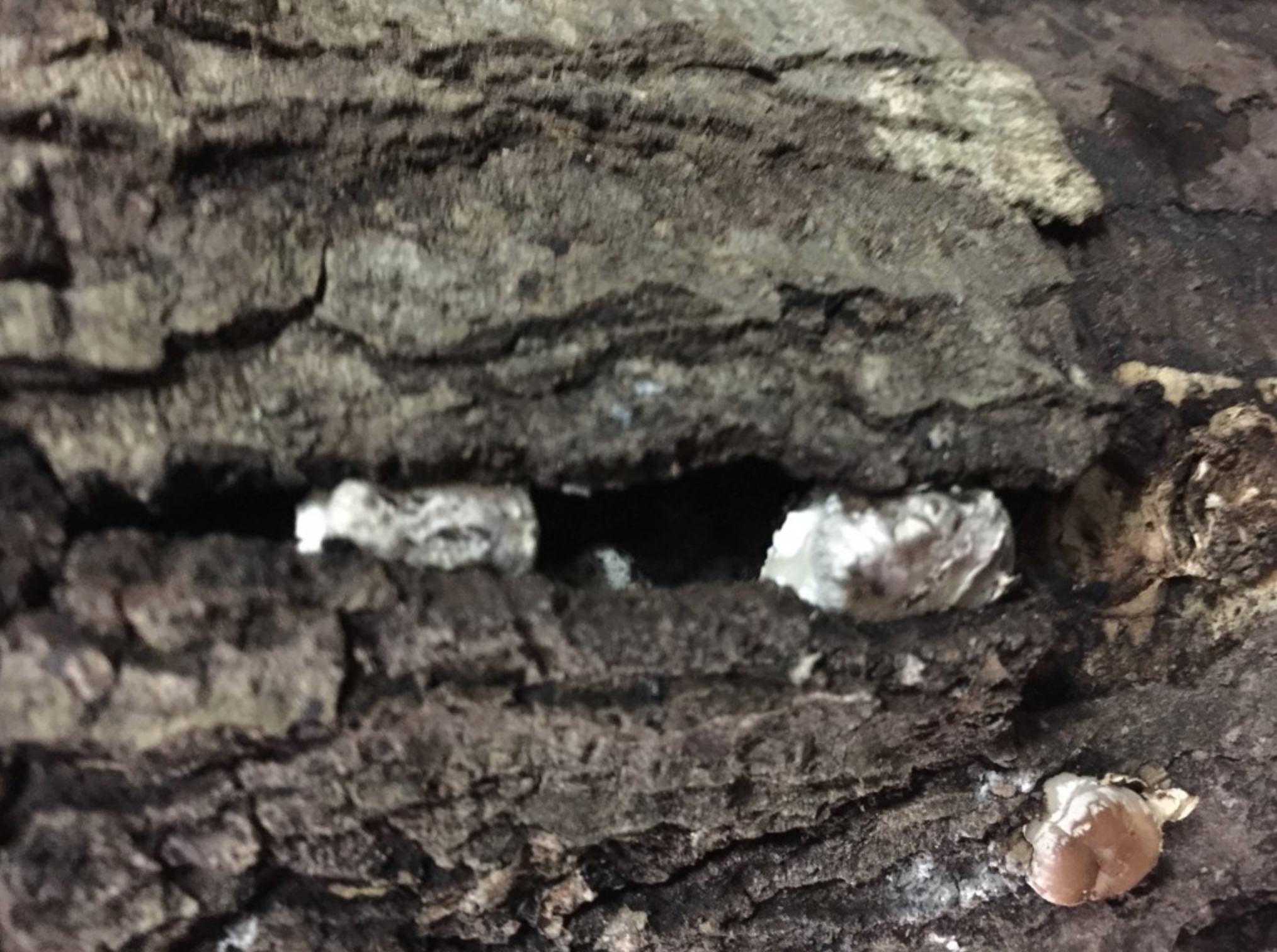 What does “pinning” look like on my mushroom log?