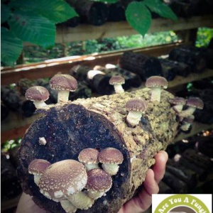 mushrooms on wooden log