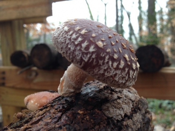 mushroom on wood