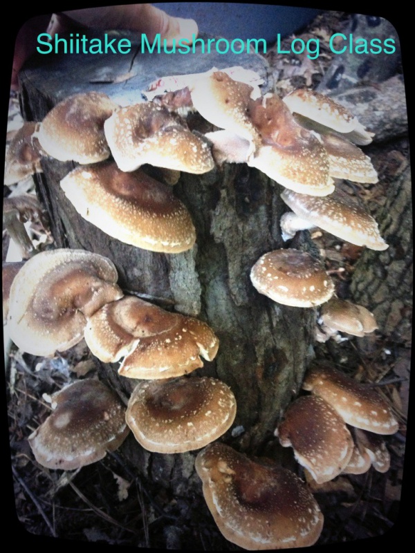 shiitake mushrooms in logs